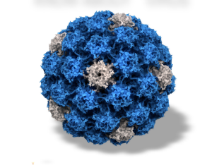 Molecular structure of papillomavirus